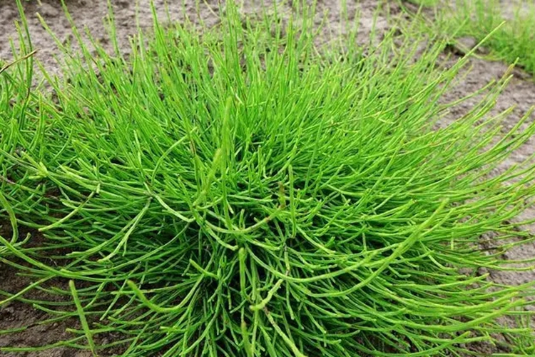 空心草植株图 空心草植株图