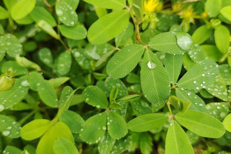 牛黄草植物图片图片