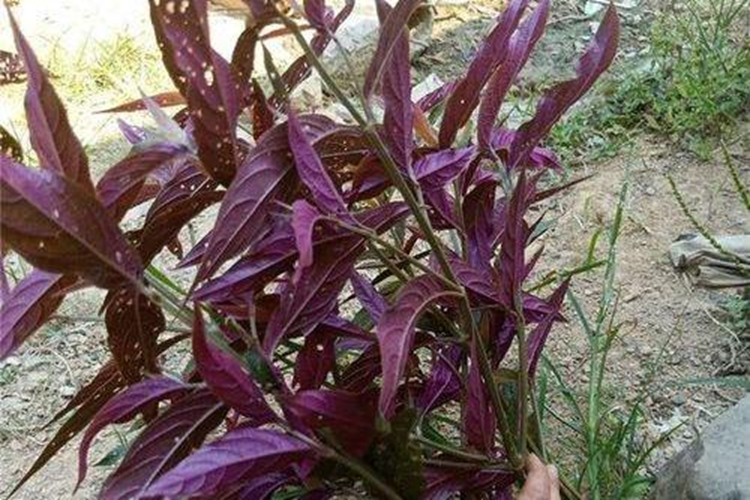 红牛膝植株图 红牛膝植株图