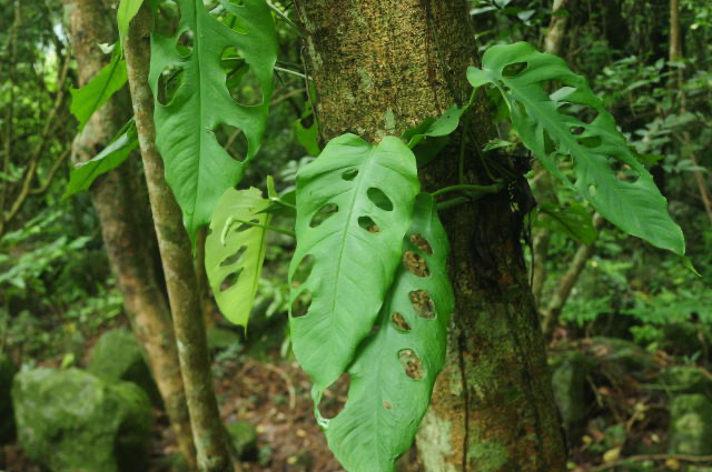 穿心藤植株图 穿心藤植株图