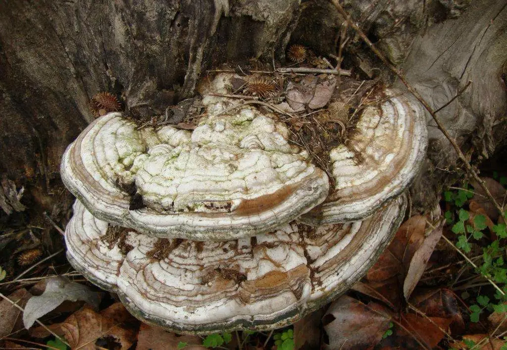 树舌植株图 树舌植株图