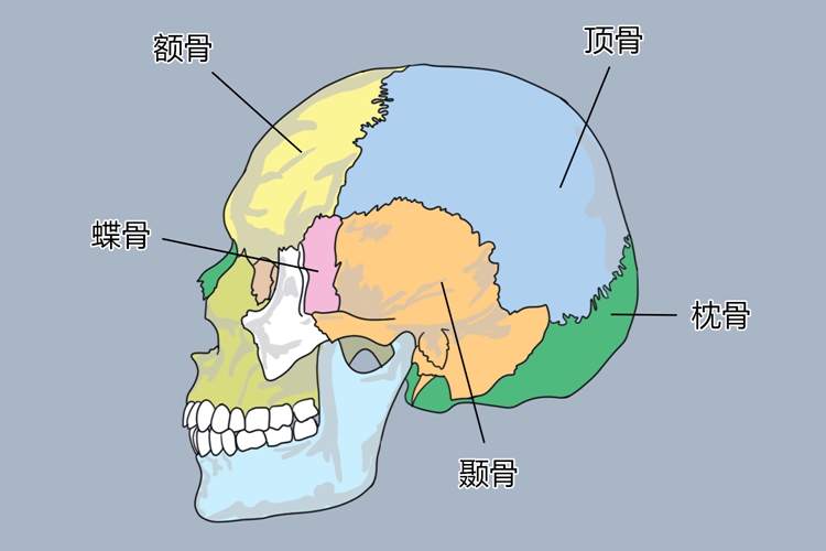 颞部颞骨位置结构图