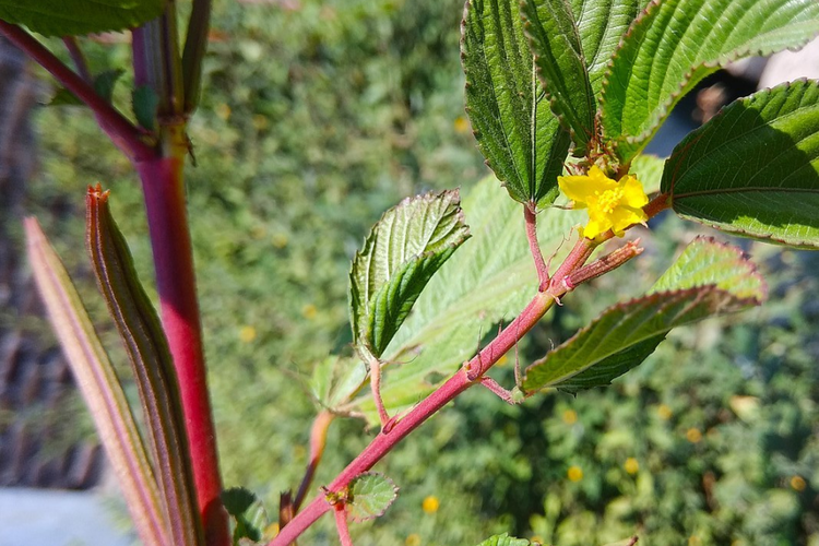 山麻草药图片