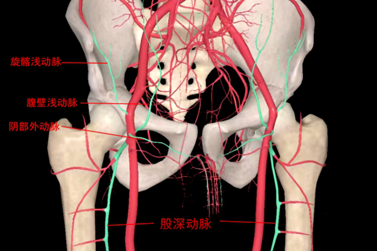 髂外动脉分支解剖图谱图片