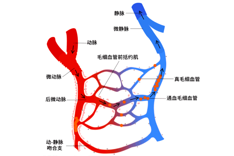 动脉和静脉的区别图血流方向