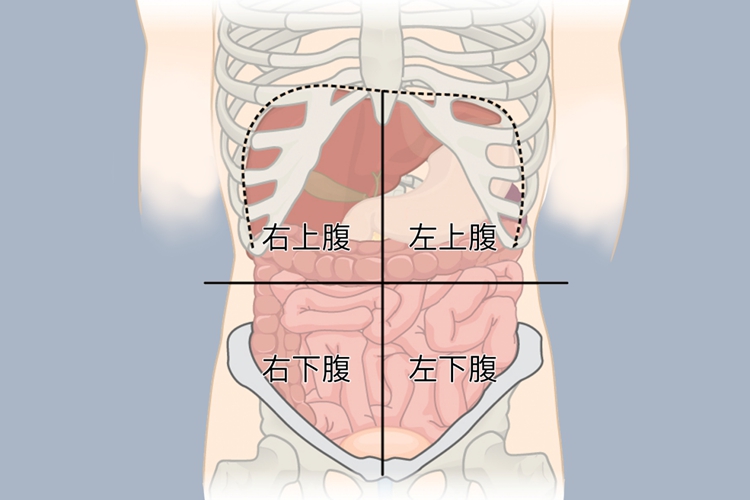 腹部位置图