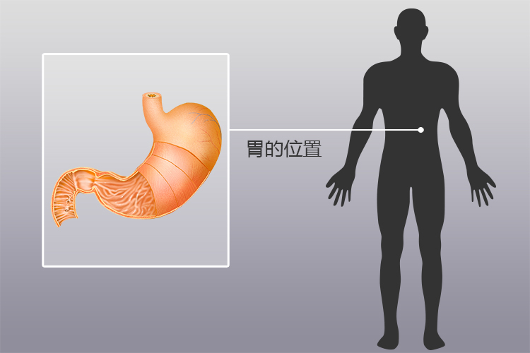 胃部位置图