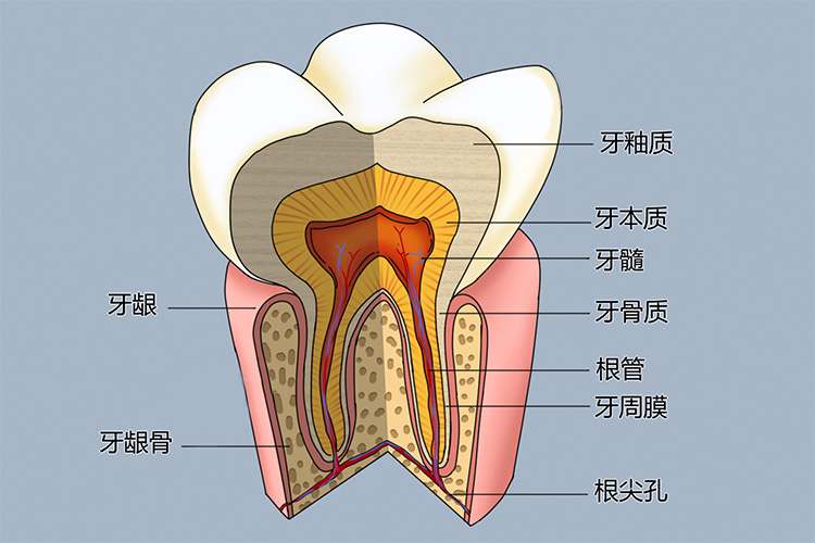 牙的解剖结构图