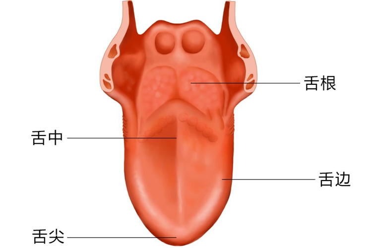 舌的解剖结构图